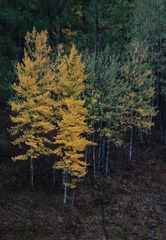 DSC_0584a.jpg