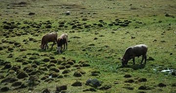 DSC_0658a.jpg