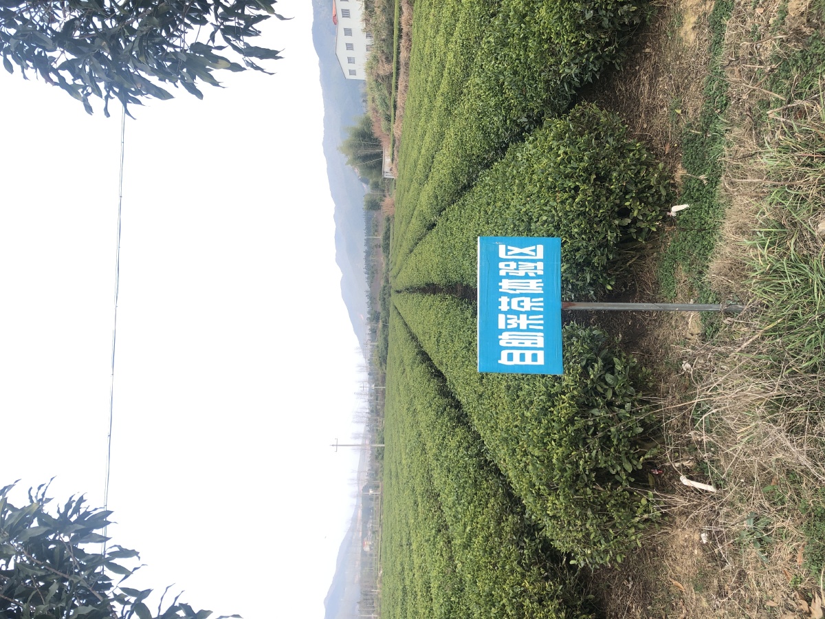 永川的苗木基地