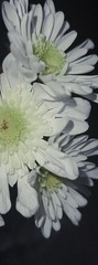 1005A184-A5EC-45BA-A474-80ECCA3378D5/L0/001