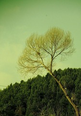 枯
