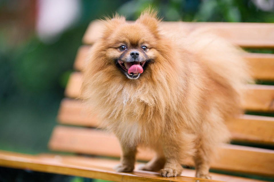 myhoneypuppyluluisnow9yearsold