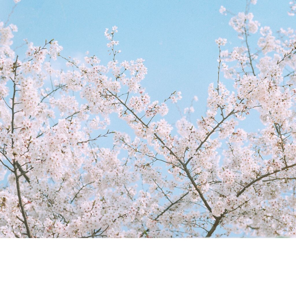 Hasselblad 205FCC with 110mm F2.0<br />
