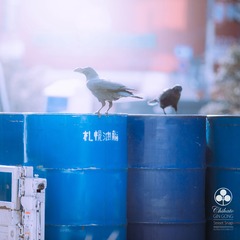 DSC_4235 - 