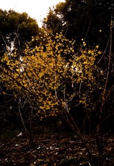 DSC_2445-12.jpg