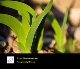 Grass