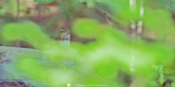 DSC_2563cq.jpg