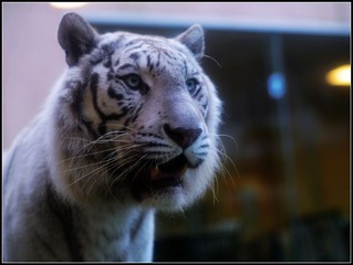 DSC_6754-1