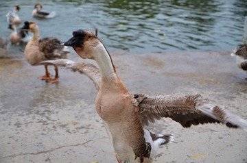 DSC_6369.jpg