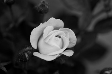 _IGP9352