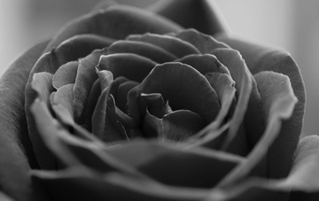 _IGP9365