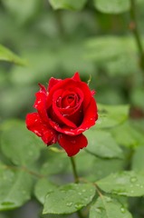 _IGP9523