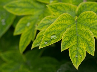 _IGP9541