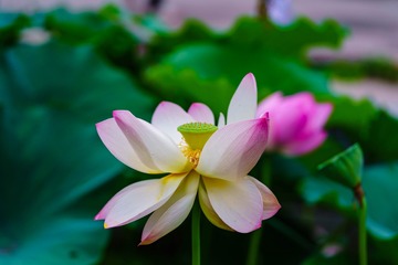 254253FF-4F75-494E-8EE3-D52155B5BC74/L0/001