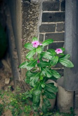 IMGP2724.jpg