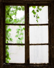 IMGP9474.jpg