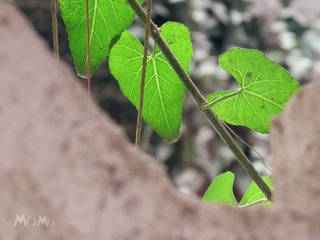 小洲 001 (23).JPG