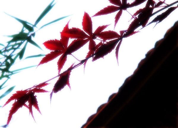 枫1<br />
