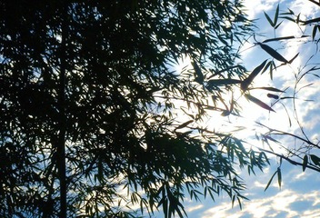 日光树影4