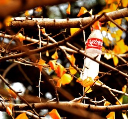 DSC_5094.jpg