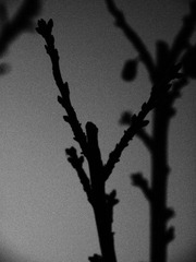 P1248993