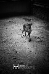 DSC_2613-1