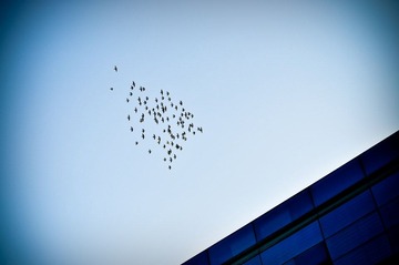 DSC_5005-1