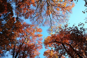 IMG_4385.jpg