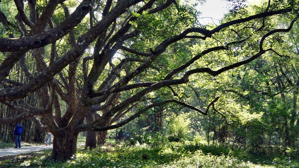 黑橄榄树 br /> 2011.12.11.摄于广州增城江心花园.