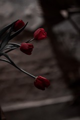 Optional("BB9688D8-7B45-4209-B590-25313D92B3BD/L0/001")