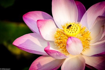 荷花