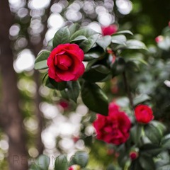 DSC_1167-2