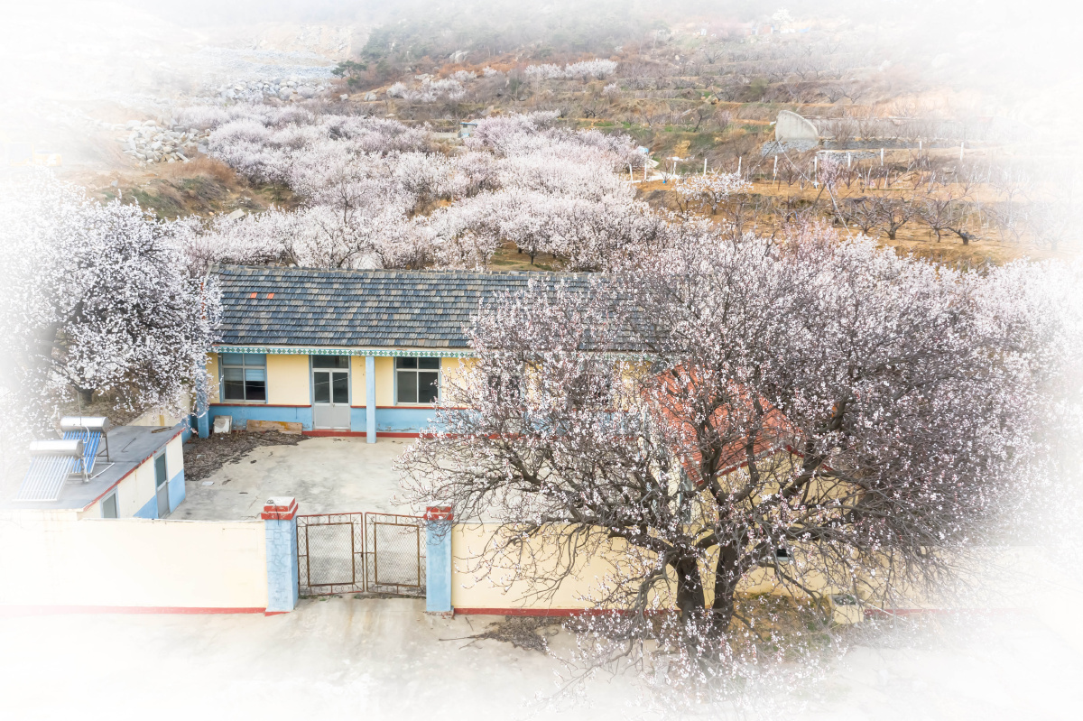 春风吹进樱桃人家#梧桐庵村