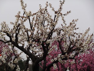 55E0260E-A50A-4718-90A9-7F8905EBD37B/L0/001