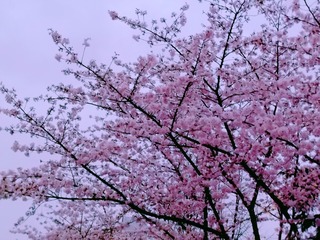 1BB09E01-F643-4380-8C77-97B5914E8A5A/L0/001