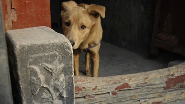 dog.jpg