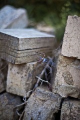 IMG_1793.jpg
