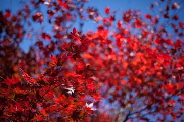 IMG_5509.jpg