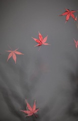 IMG_5826.jpg