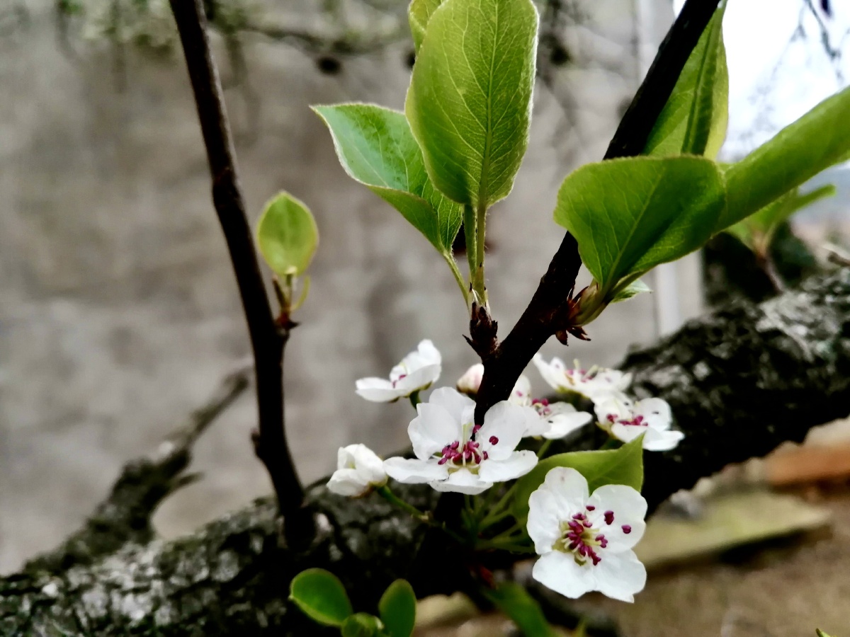 尽日寻春不见春春在枝头已十分 - vagabond96 - 图虫