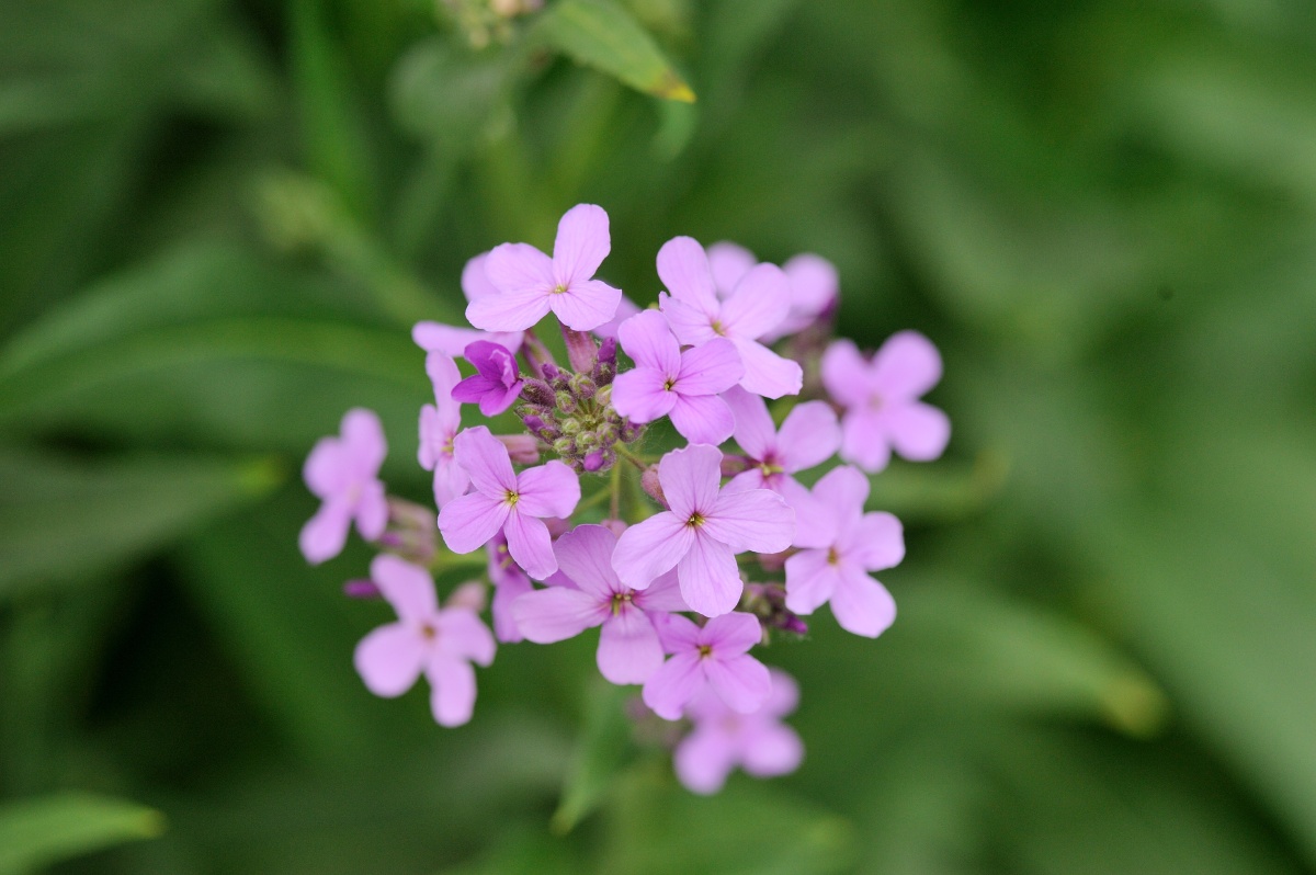 牵牛,珍珠梅,花旗杆,油菜花,鸡爪槭,梨花 - mf大光圈 - 图虫