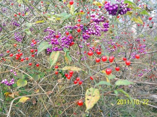 100_8650.jpg