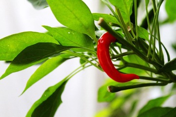 IMG_0034.JPG