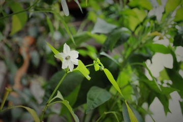 IMG_0039.JPG
