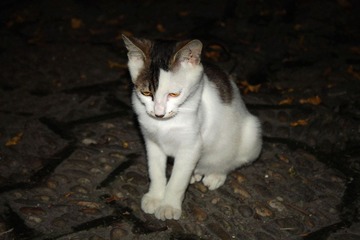 IMG_0094.JPG
