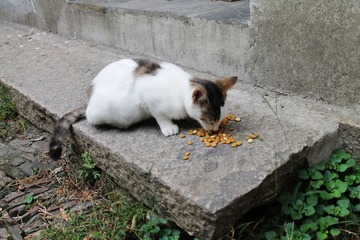 IMG_0350.JPG
