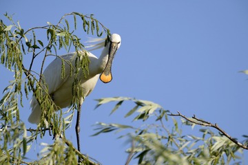 IMG_0500.JPG