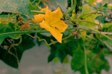 IMG_0523.JPG