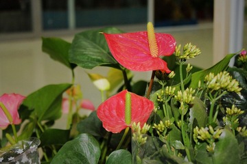 IMG_1074.JPG