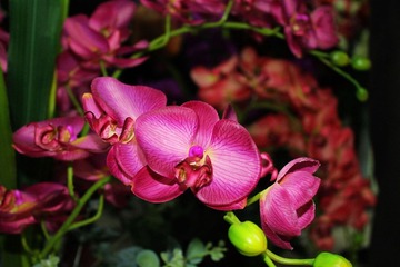 IMG_1088.JPG